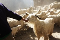 Herding goats! India, 2013.