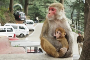 Monkeys, India 2013.