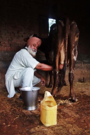 A Sikh man who saved me from malicious Indian men, milking his cow at home, India, 2014.