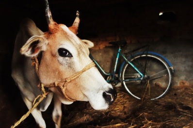 A curious Nepali cow, 2013.