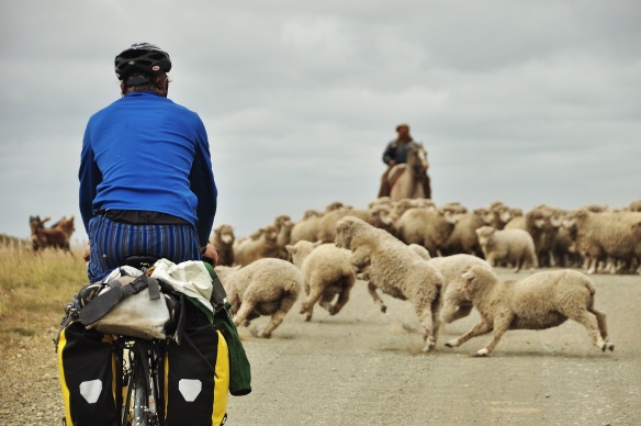 Mike cycling into the sheep.