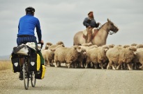 Cycling through the sheep.