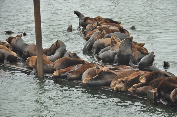 The sea lions are a nuisance as they ruin the docks but they sure are fun to watch.